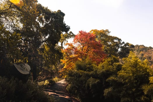 Royal Botanic Gardens Victoria on a cool autumn morning in Melbourne, Victoria, Australia