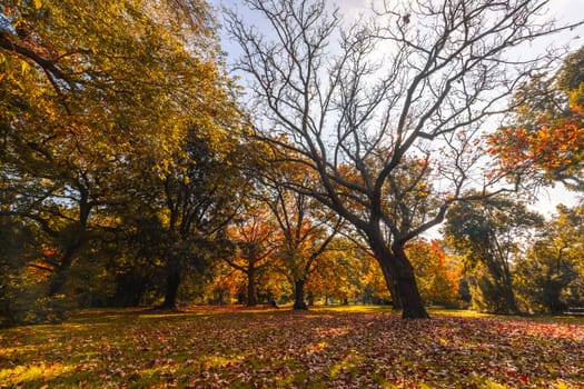 Royal Botanic Gardens Victoria on a cool autumn morning in Melbourne, Victoria, Australia