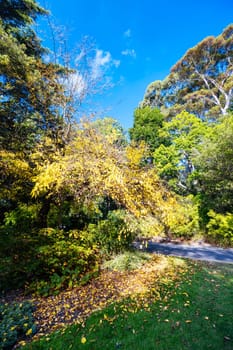 Royal Botanic Gardens Victoria on a cool autumn morning in Melbourne, Victoria, Australia