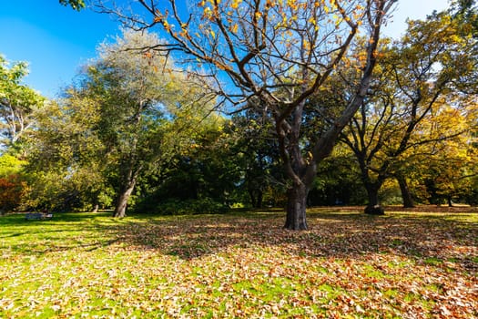 Royal Botanic Gardens Victoria on a cool autumn morning in Melbourne, Victoria, Australia