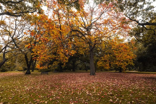 Royal Botanic Gardens Victoria on a cool autumn morning in Melbourne, Victoria, Australia