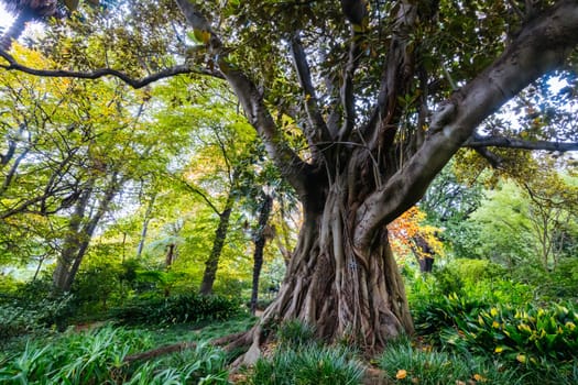 Royal Botanic Gardens Victoria on a cool autumn morning in Melbourne, Victoria, Australia