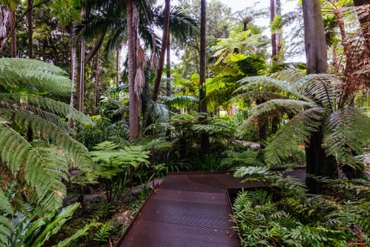 Fern Gully at Royal Botanic Gardens Victoria on a cool autumn morning in Melbourne, Victoria, Australia