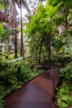 Fern Gully at Royal Botanic Gardens Victoria on a cool autumn morning in Melbourne, Victoria, Australia