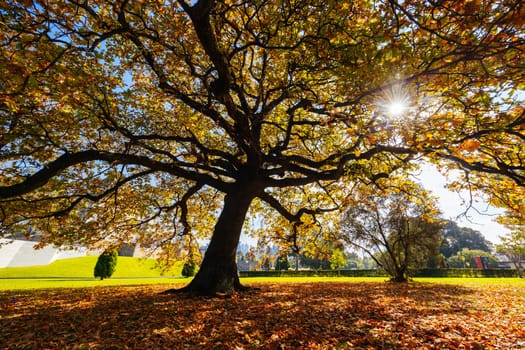 The Shrine of Remembrance and surrounding parklands and gardens during autumn at the Royal Botanic Gardens Victoria in melbourne, Victoria, Australia