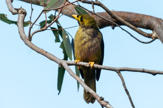 Bell Miner, or Bellbird, spotted in the Royal Botanic Gardens Victoria in Melbourne, Victoria Australia