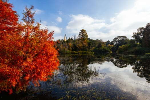 Royal Botanic Gardens Victoria on a cool autumn morning in Melbourne, Victoria, Australia