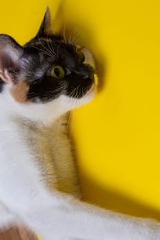 tricolor cat on a yellow background.