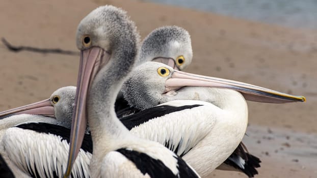 Group of 4 large, wild seabirds, Australian pelicans, arranged in a funny manner with big beaks and yellow eyes. Victoria, Australia