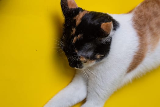 the cat is lying on a yellow background. multicolored cat top view.