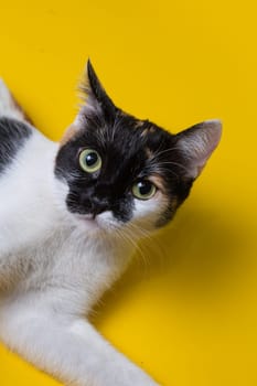 portrait of a cat on a yellow background. playful cat looks at the camera