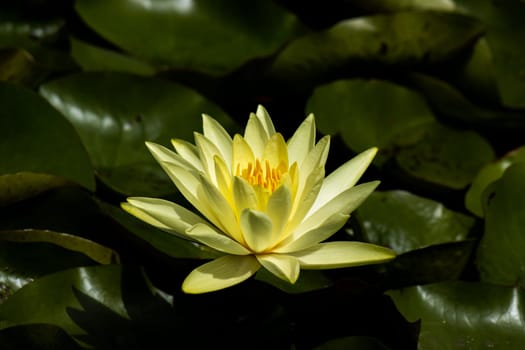 Stunning yellow water lilly flower nestled in between dark green lily pads at a botanical garden in Melbourne, Australia