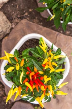 Growing pepper in a pot in the yard of a country house. Gardening and country life