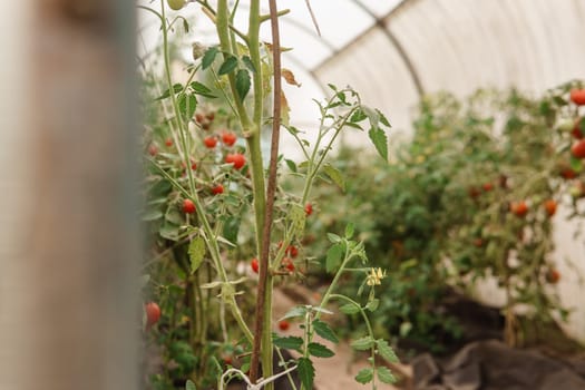 Tomatoes are hanging on a branch in the greenhouse. The concept of gardening and life in the country. A large greenhouse for growing homemade tomatoes