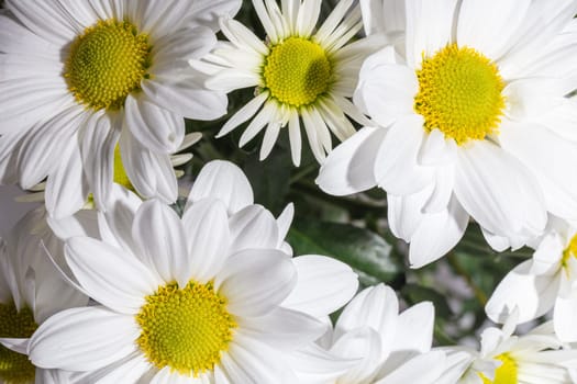 a bouquet of white chrysanthemums with yellow centers in full bloom..