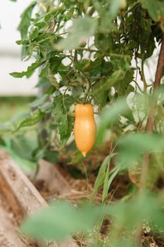 Tomatoes are hanging on a branch in the greenhouse. The concept of gardening and life in the country.