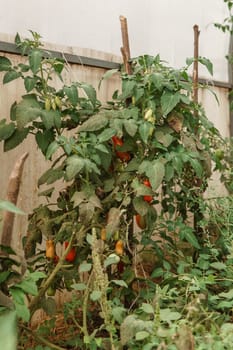 Tomatoes are hanging on a branch in the greenhouse. The concept of gardening and life in the country.