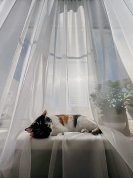 A calico cat rests on a windowsill with transparent curtains.