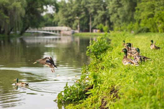 Mallard ducks near pond edge in green park with bridge. Wildlife and nature concept with copy space.