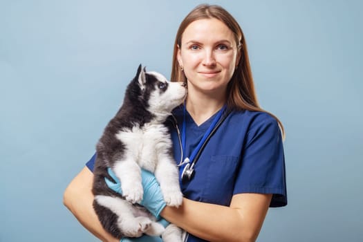 Veterinarian in blue scrubs holding a Siberian Husky puppy. Studio portrait with copy space.
