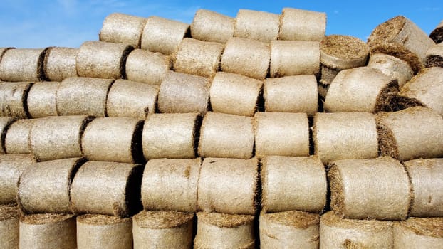 Many bales of rolls of dry straw after wheat harvest on field. Bales in form of rolls of yellow dried twisted straw collected together. Pressed straw. Stacking baling straw. Stacks Skirdy briquettes