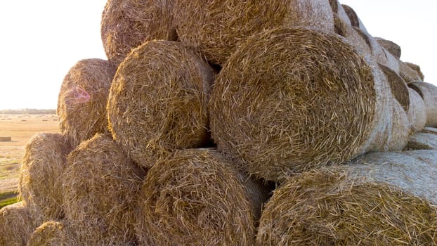 Many twisted dry wheat straw in roll bales on field during sunset sunrise. Large bales straw after harvest twisted into rolls on field. Rural sunny landscape, countryside scenery. Aerial drone view,