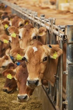 Cute Jersey cows on a farm in Denmark.
