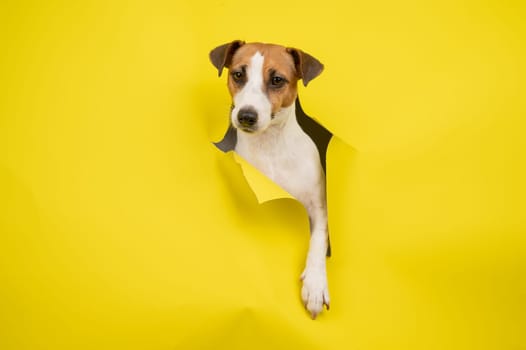 Cute Jack Russell Terrier dog tearing up yellow cardboard background