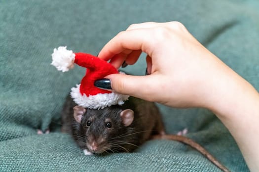 Rat Santa hat. Symbol of the Chinese New Year. Funny black rat Dumbo in a red santa checker on a green background