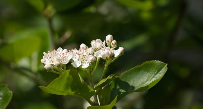 Blooming aronia melanocarpa in closeup. White flowers of black chokeberry, branch of a white flowering chokeberries in closeup