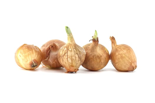 Onion seeds a few seedlings have leaf growth isolated on white background, young onion spring bulbs