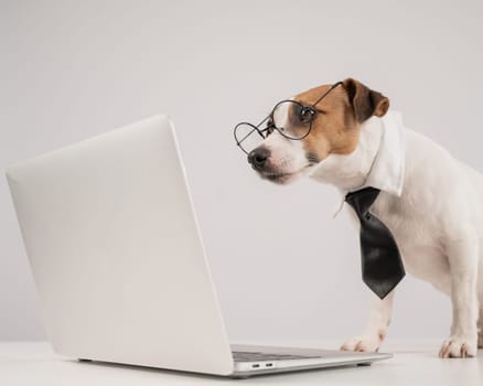 Cute Jack Russell Terrier dog in a tie working on a laptop on a white background