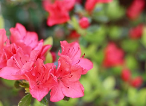 Blooming red azalea flowers in the spring garden. Gardening concept. Floral background