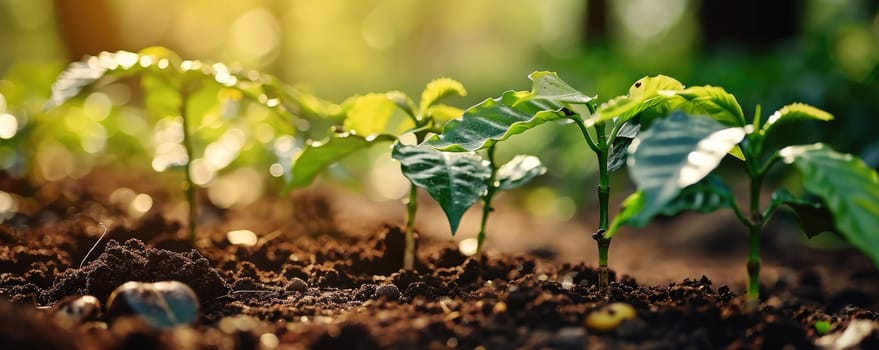 The growing little tiny green plants on the soil and dirt that has been received the source of the food from the bright light of the morning sun at the daytime in the summer or spring of year. AIGX03.