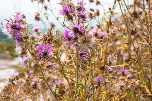 Galactites tomentosa thickets of thorns and flowers