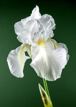 Beautiful Blooming white iris Immortality on a green background. Flower head close-up.