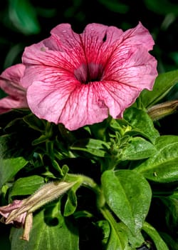 Beautiful Blooming pink Petunia hybrid grandiflora Limbo flowers on a green leaves background. Flower head close-up.