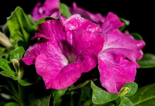 Beautiful Blooming pink Petunia Prism Raspberry Sunday flowers on a black background. Flower head close-up.