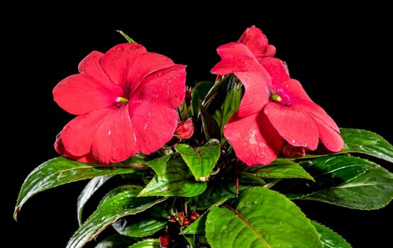 Beautiful Blooming red impatiens hawkeri flowers on a black background. Flower head close-up.