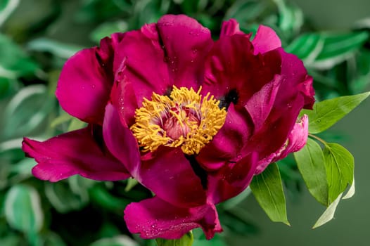 Beautiful Blooming red peony on a green leaves background. Flower head close-up.