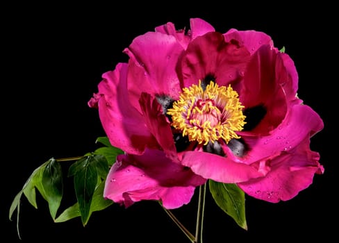 Beautiful Blooming red peony on a black background. Flower head close-up.