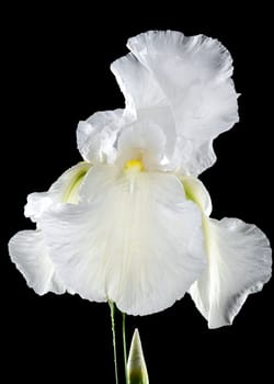 Beautiful Blooming white iris Immortality isolated on a black background. Flower head close-up.