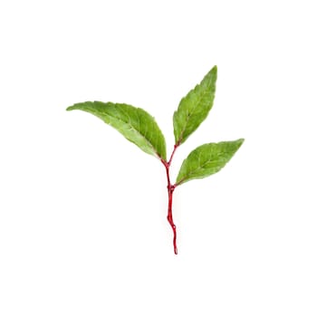 Plants isolated on transparent background