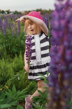 A blonde girl in a field with purple flowers. A little girl in a pink hat is picking flowers in a field. A field with lupines.