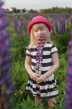 A blonde girl in a field with purple flowers. A little girl in a pink hat is picking flowers in a field. A field with lupines.