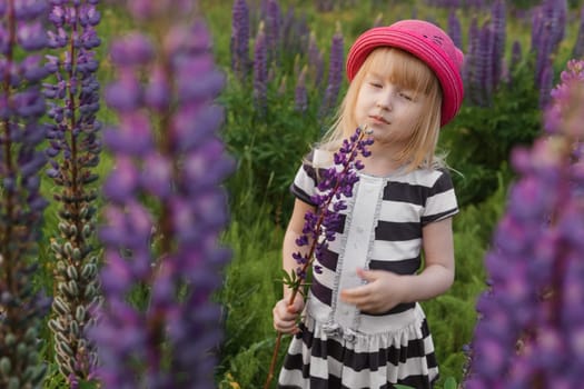 A blonde girl in a field with purple flowers. A little girl in a pink hat is picking flowers in a field. A field with lupines.