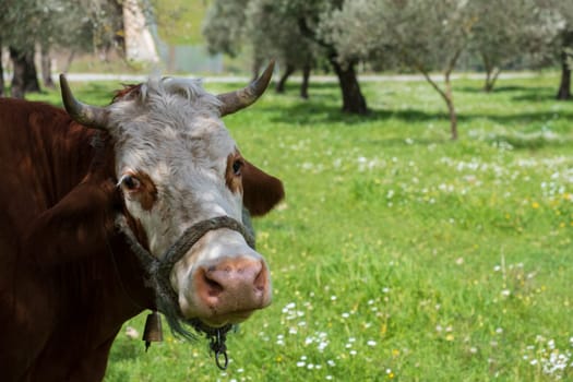 cows graze on a green field in sunny weather. HQ