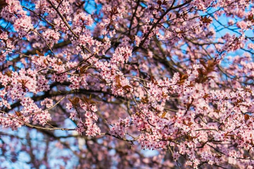 Selective focus of beautiful branches of pink Cherry blossom on the tree under blue sky, Beautiful Sakura flowers during spring season in the park, Nature floral background with copy space. Blooming and blossom.