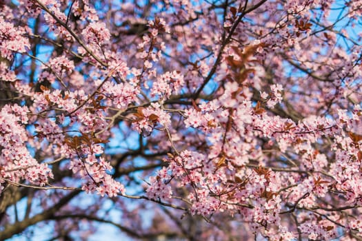 Selective focus of beautiful branches of pink Cherry blossom on the tree under blue sky, Beautiful Sakura flowers during spring season in the park, Nature floral background with copy space. Blooming and blossom.