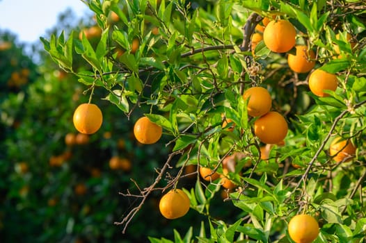 fields in the garden with fruits oranges on the trees harvest